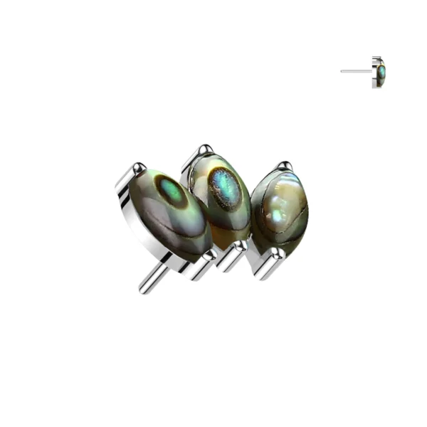 Abalone Shell